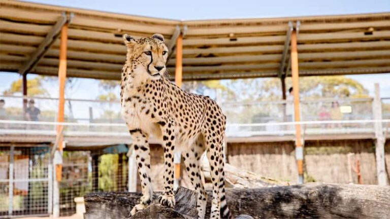 Monarto Safari Park: Cheetah Experience - Final Thoughts