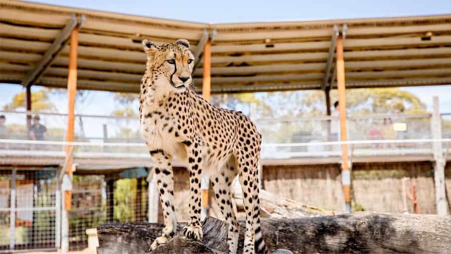 Monarto Safari Park: Cheetah Experience - Final Thoughts