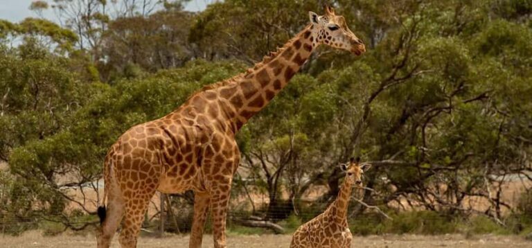 Monarto Safari Park: Keeper for a Day - The Itinerary: What Does the Day Involve?
