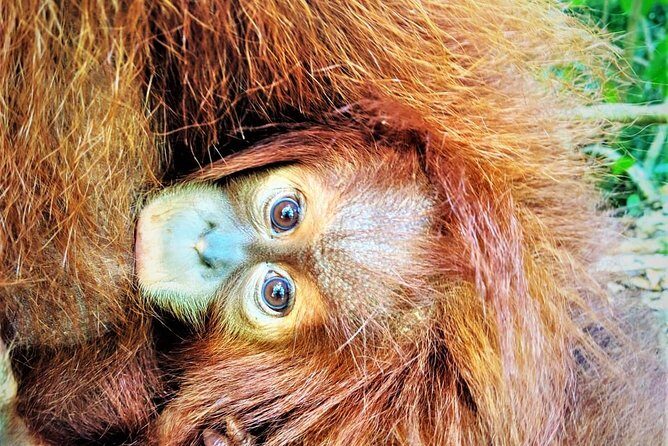 Monkey Business 2 days - 1 night Jungle Trekking (including rafting) - The Value Proposition