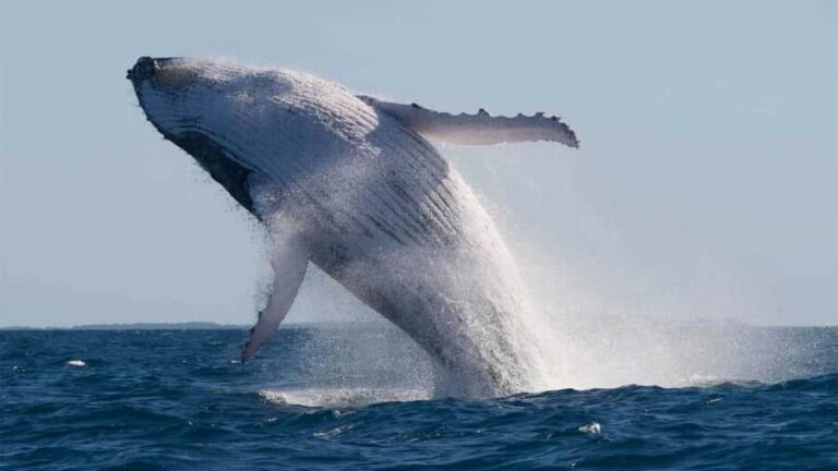 Mooloolaba: 2-Hour Whale Watching Adventure - Final Thoughts: Who Should Consider This Tour?