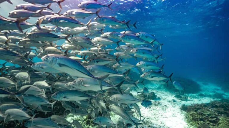 Mooloolaba: Turtle Snorkel & Swim at Mudjimba Island - The Itinerary: A Carefully Curated Marine Adventure