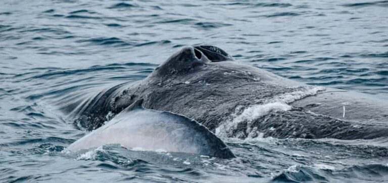 Mooloolaba: Whale Watching Cruise - The Meeting Point and Practicalities
