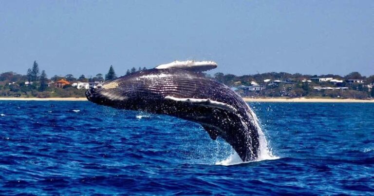 Mooloolaba: Whale Watching Cruise - Authentic Insights from Travelers