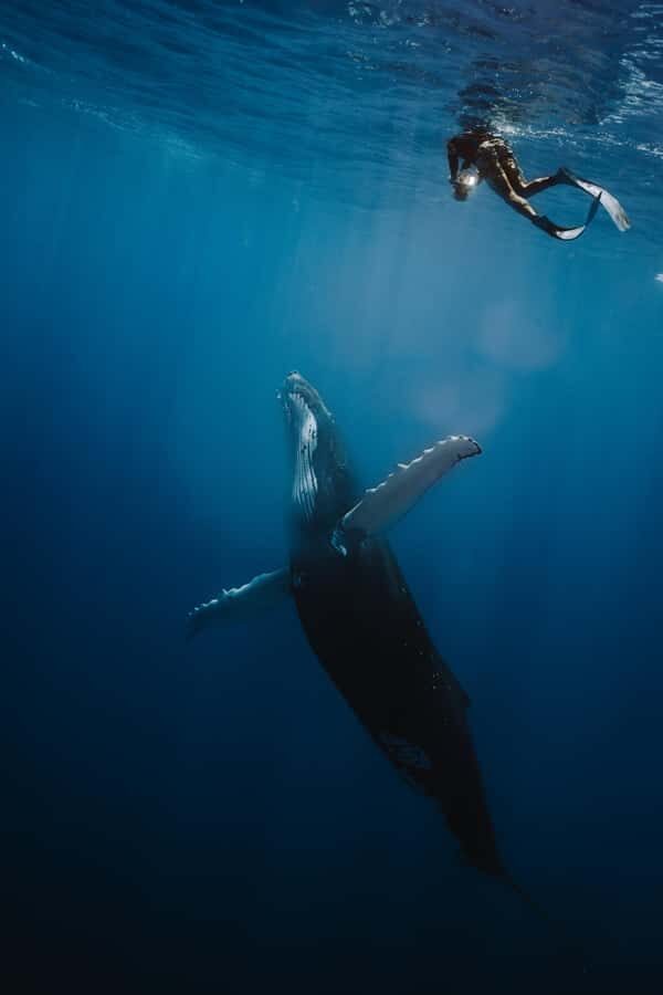 Moorea 4H Shared Boat Tour Whale Swimming and Snorkeling - Who Will Love This Tour?