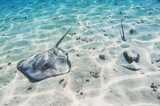 Mo'orea Half Day Private Tour with Snorkeling and Cruising the Lagoon - The Sum Up: Who Will Love This Tour?