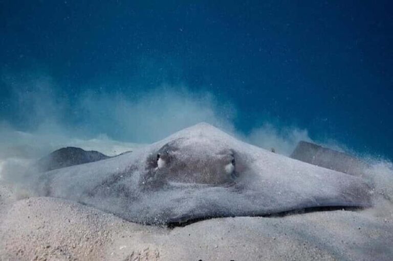 Moorea: Hauru Lagoon 3-hour Guided Kayak Tour with Snack - Practical Tips for Participants