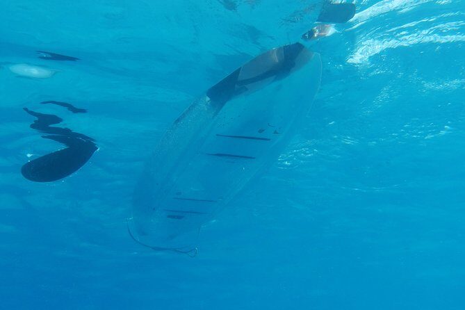 Moorea Lagoon Tour by Transparent Kayak - Authentic Review Highlights