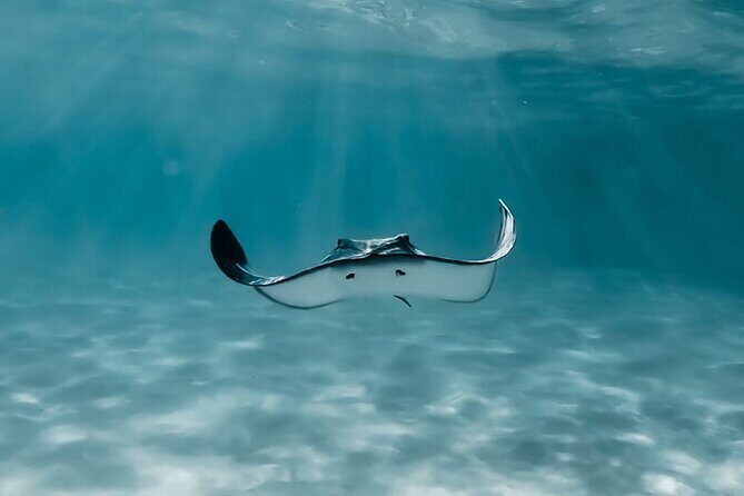 Moorea: Private Snorkeling Tour with Certify Guide - The Sum Up