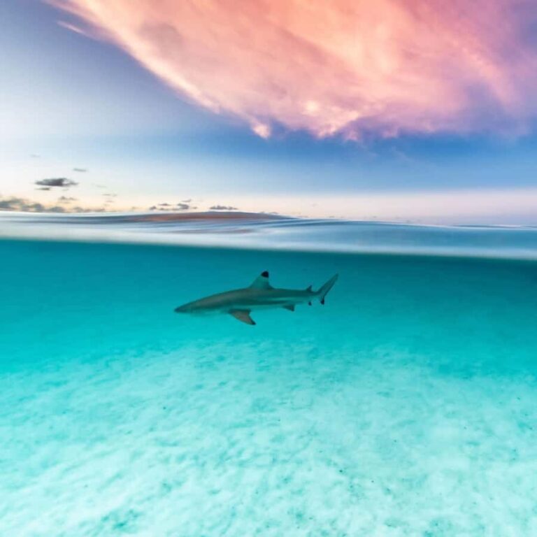 Moorea: Small Group Snorkeling Tour with local guide - What Makes This Tour Stand Out?