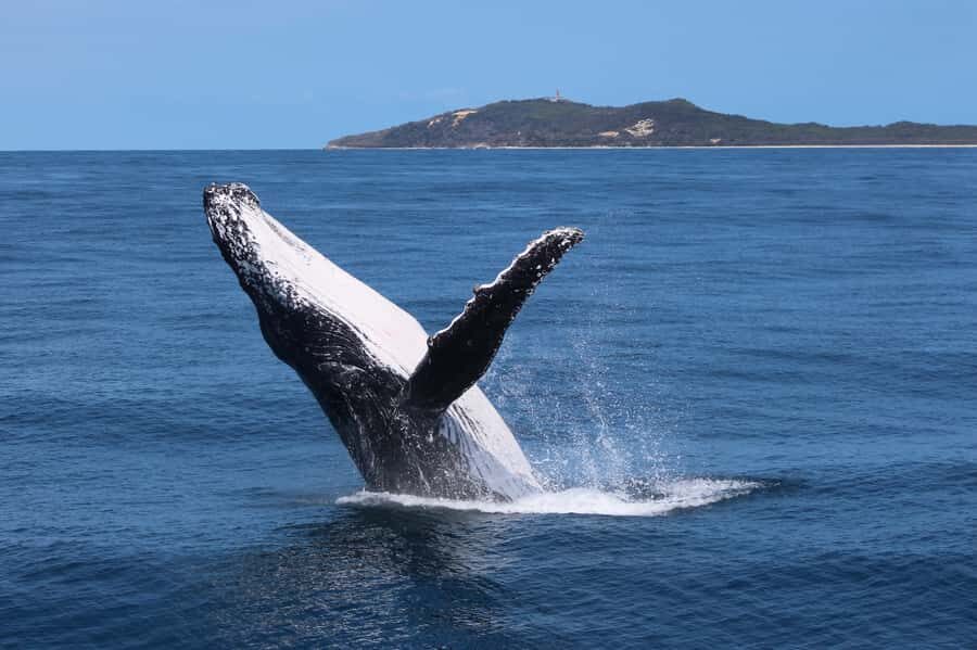 Moreton Island: Tangalooma Day Trip & Whale Watching Cruise - Authentic Experiences from Travelers
