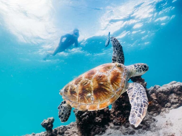 Moreton Island: Tangalooma Snorkel Tour with Helicopter Tour - What the Reviews Say