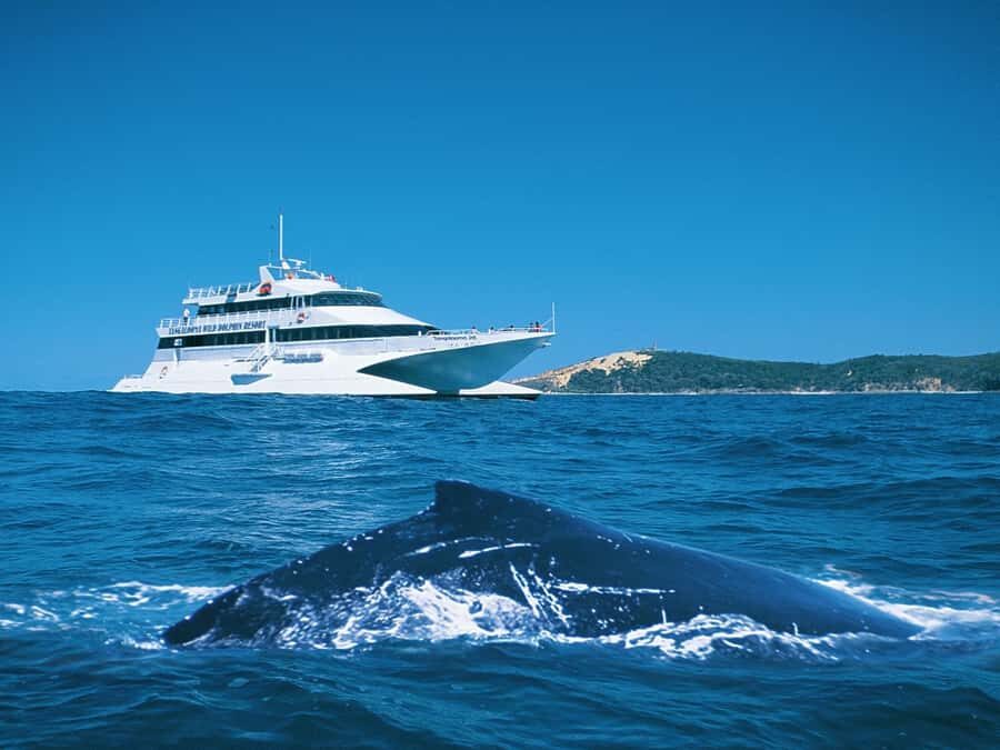 Moreton Island: Tangalooma Whale Watching & Dolphin Feeding - Exploring the Island: Leisure and Learning