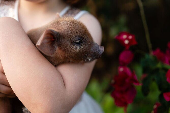 Morning Farm Experience near Gympie & Noosa - A Closer Look at the Itinerary