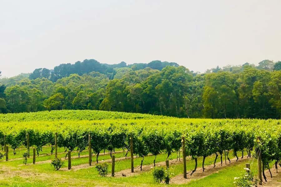 Mornington Peninsula: Self Guided Food & Wine Cycle Tour - Detailed Breakdown of the Itinerary