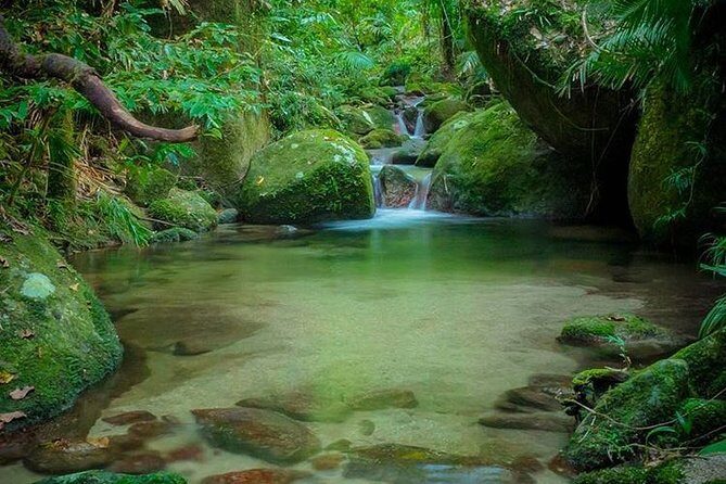 MOSSMAN GORGE TRANSFER between Port Douglas and Mossman Gorge (return) - Who Will Love This Tour?