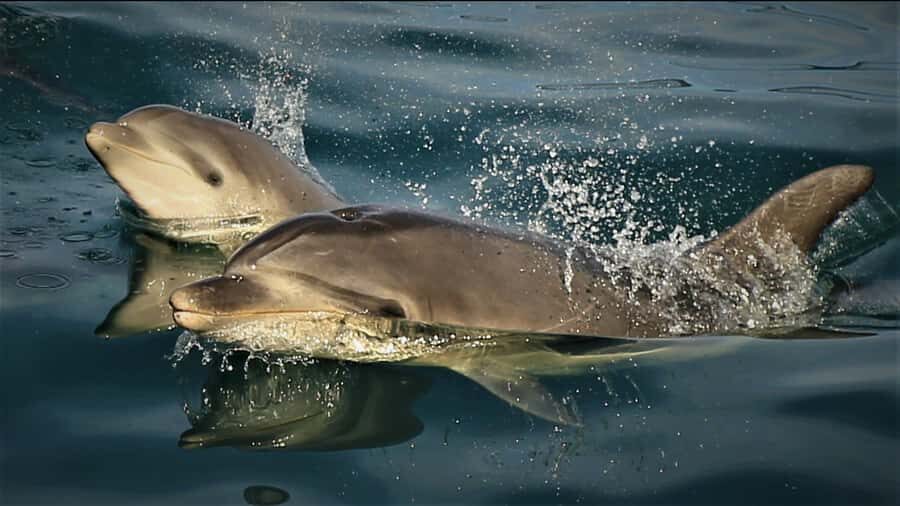 Motuara Island Sanctuary: Wildlife & Dolphin Watching Tour - Starting Point and How It Sets the Tone