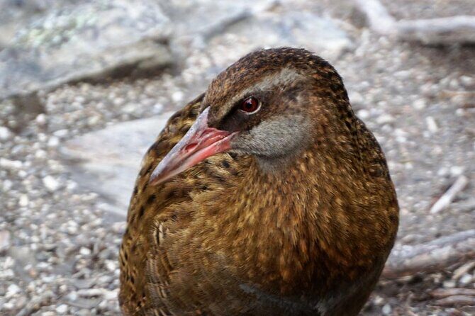 Mou Waho Island Cruise & Self-Guided Nature Walk - The Itinerary in Detail: What to Expect