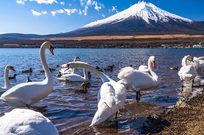 Mount Fuji Day Tour by Chartered Car - The Practical Side: What to Expect