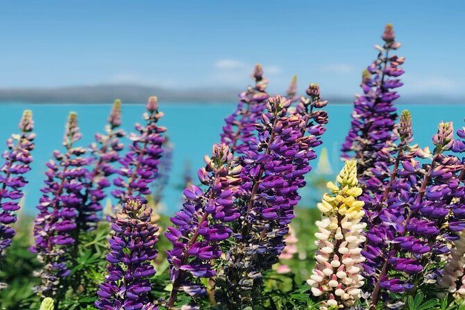 Mt Cook to Christchurch One-Way Small Group Tour via Lake Tekapo - Transportation & Comfort