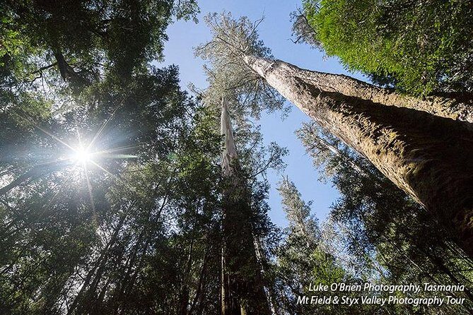 Mt Field and Styx Valley Photography Tour - Why This Tour Offers Good Value