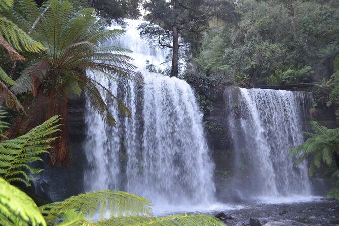 Mt Field Shore Excursion - The Itinerary Breakdown: What to Expect