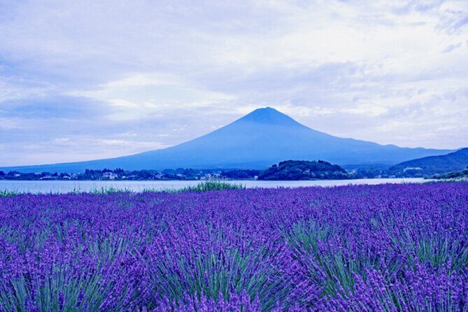 Mt. Fuji and Lake Kawaguchiko Private Tour by Car - Authentic Insights from Travelers