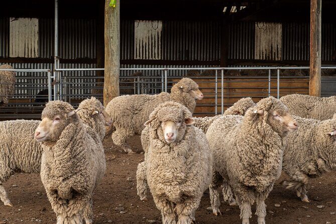 Mt. Hay Farm Experience Genuine Country Farming(Carbon Positive) - A Closer Look at the Itinerary