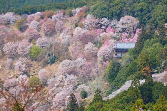 Mt Yoshino and Mt Koya Multi Day Tour From Osaka - What This Tour Means for You: The Practical Aspects