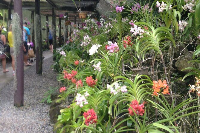 Mud Pools,Temple Sleeping Giants Gardens shopping markets &Lunch Ex Fiji Marriot - Who Will Love This Tour?