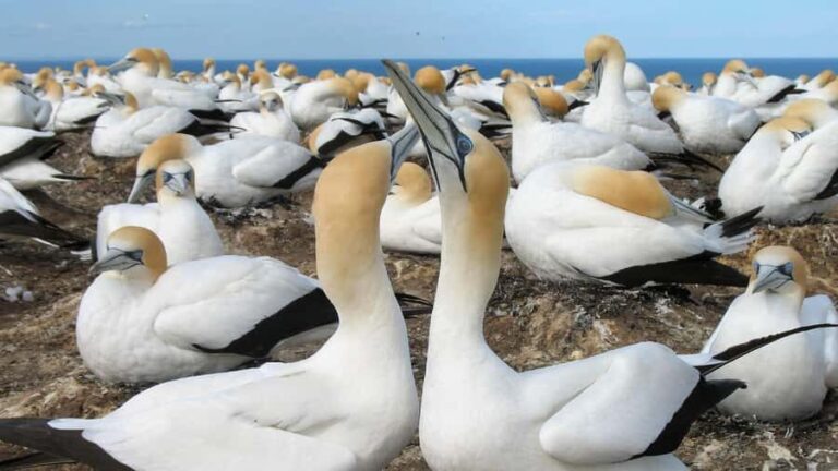 Muriwai Beach & Gannet Colony Private Tour - Exploring Muriwai Beach