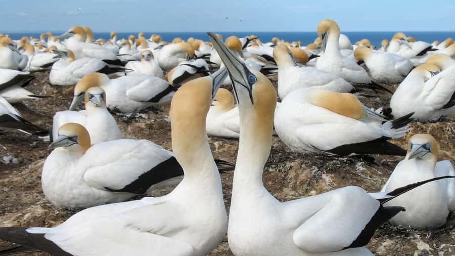 Muriwai Beach & Gannet Colony Private Tour - Exploring Muriwai Beach