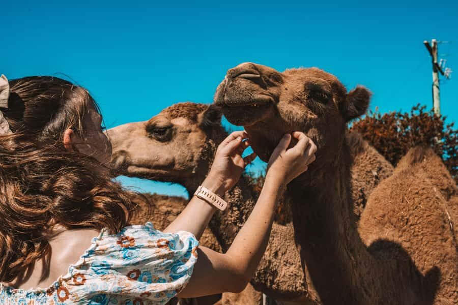 Mutchilba: Farm Animal Feeding - Why This Experience Works