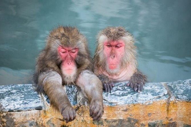 Nagano Snow Monkey 1 Day Tour with Beef Sukiyaki Lunch from Tokyo - Authentic Experiences and Practical Tips