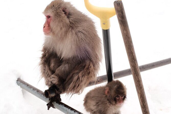 Nagano's Famous Snow Monkeys -Personalized Private Tour - Who Should Book This Tour?