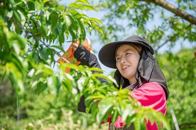 Nakatsu Orchard Fruit Tasting Tour - The Practicalities: Tips for a Smooth Experience