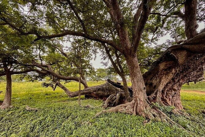 Nandi Trail Tour - A Detailed Look at the Nandi Trail Tour