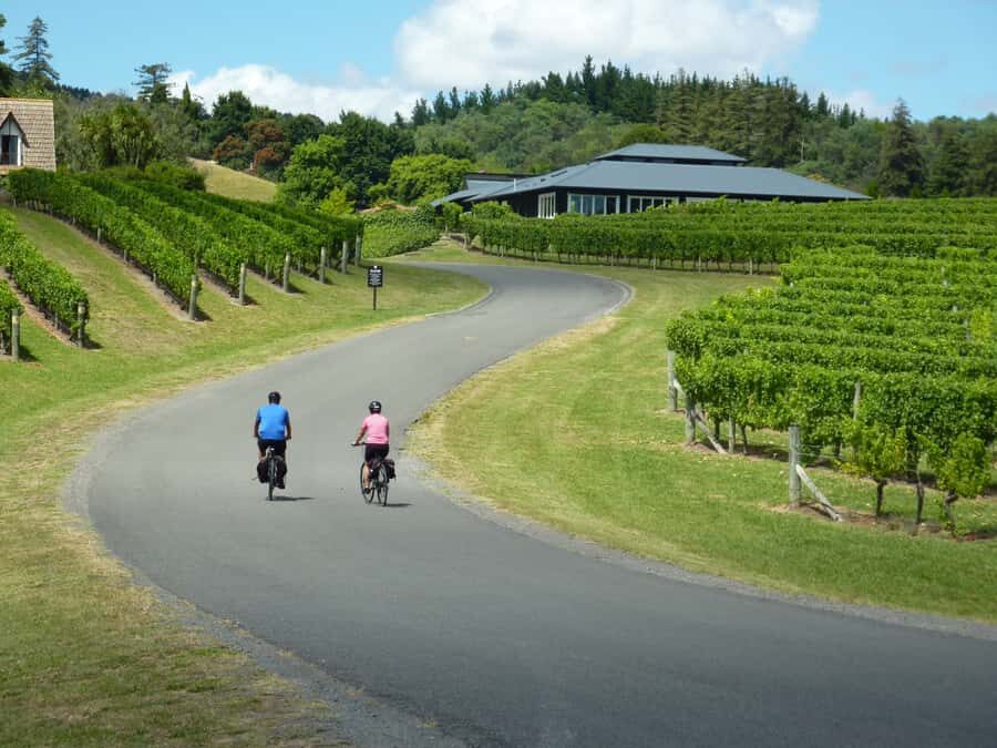 Napier: Cape Coast Winery Tour on E-Bikes - The Experience: What You Can Expect