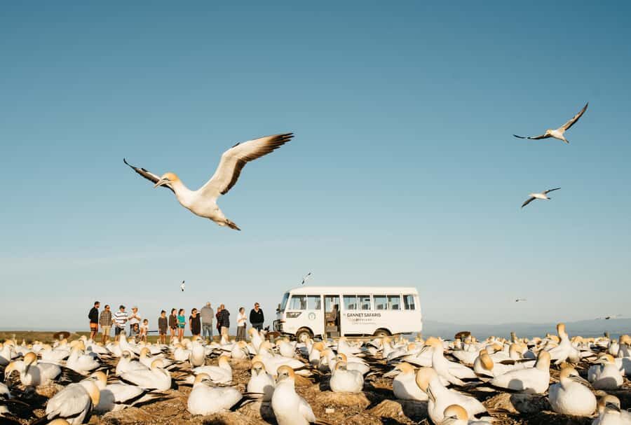 Napier: Cape Kidnappers Gannet, Nature & Sightseeing Tour - Why Travelers Love This Tour