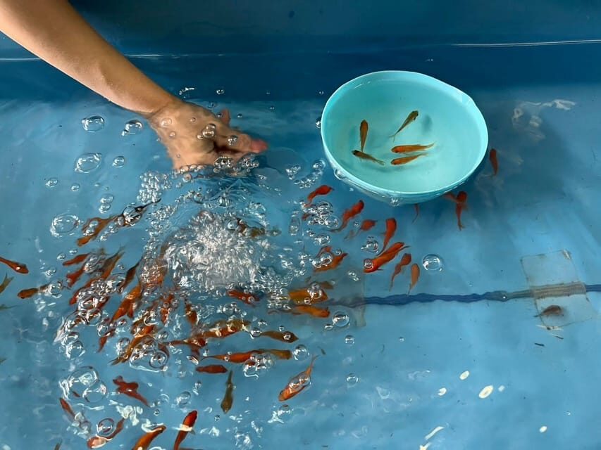 Nara: Discover Koriyamas Goldfish Charm - 2-Hour - The Itinerary Breakdown