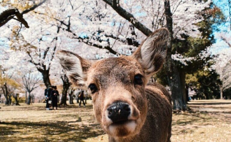Nara: Private City Tour With A Local Guide - How the Tour Unfolds