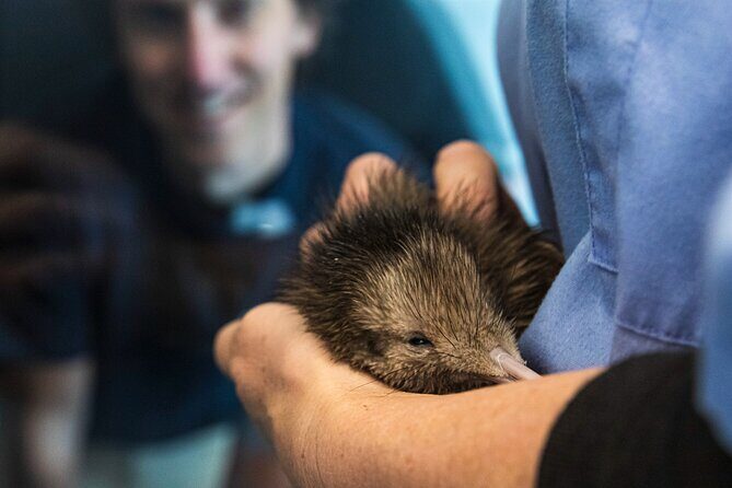 National Kiwi Hatchery - Kiwi Encounter Guided Tour - The Value of Your Ticket