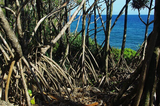 National Park Lava Cliffs and Black Sand Beach - Who Will Love This Tour?