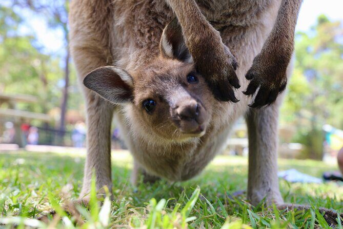 Nature and Wildlife: Australia in One Day - Private Tour - The Itinerary in Detail