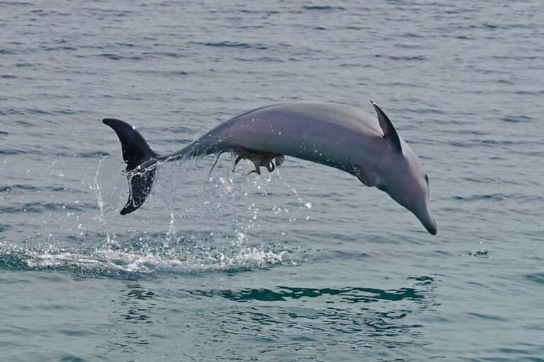Nelson Bay: Dolphin Watch Cruise and Sail - Suitability and Tips for Travelers