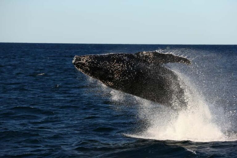 Nelson Bay: Whale and Dolphin Watching Catamaran Cruise - Final Thoughts: Is It Worth It?