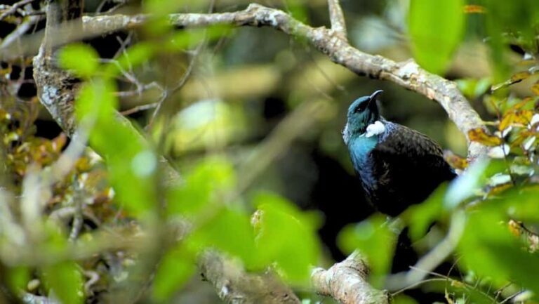 Nelson: Brook Waimrama Sanctuary Entry Ticket - Pricing and Value