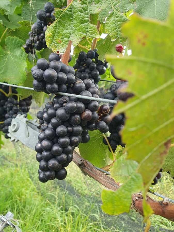 Nelson: Marlborough Wine Tour with Tastings and Lunch - The Real Value of This Tour