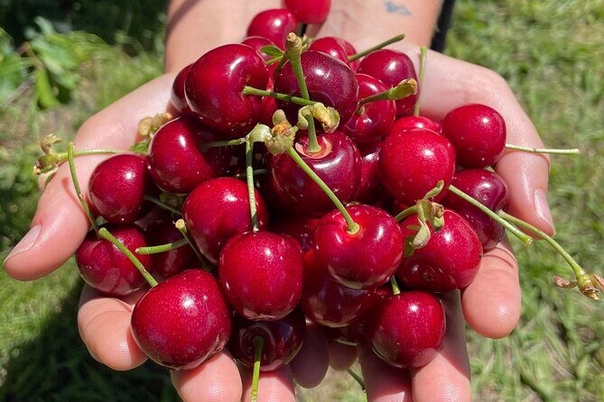 New South Wales Cherry Picking Tour - First Stop: Echo Point Lookout