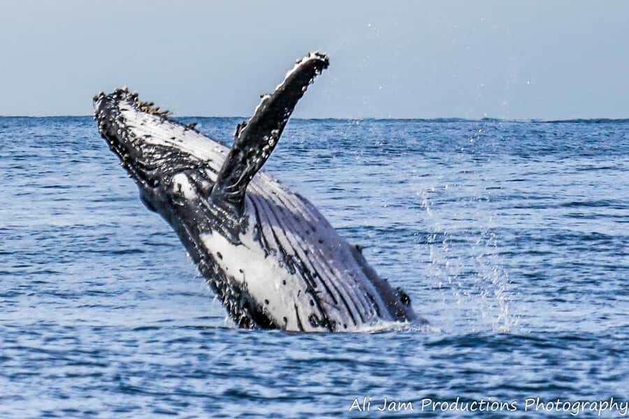 Newcastle: Humpback Whale Watching Cruise and Harbor Tour - Final Thoughts